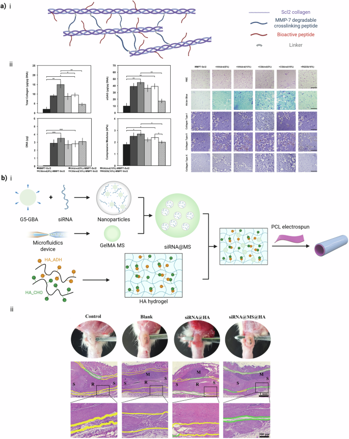 Fig. 3: Enzymatic cross-linking and degradation of hydrogels in musculoskeletal applications.