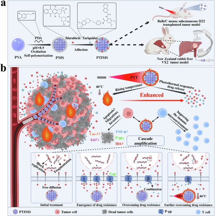 Fig. 1: Schematic illustration of the dual-effect embolization microspheres loaded with IDA and TQR, in conjunction with PTT for HCC.