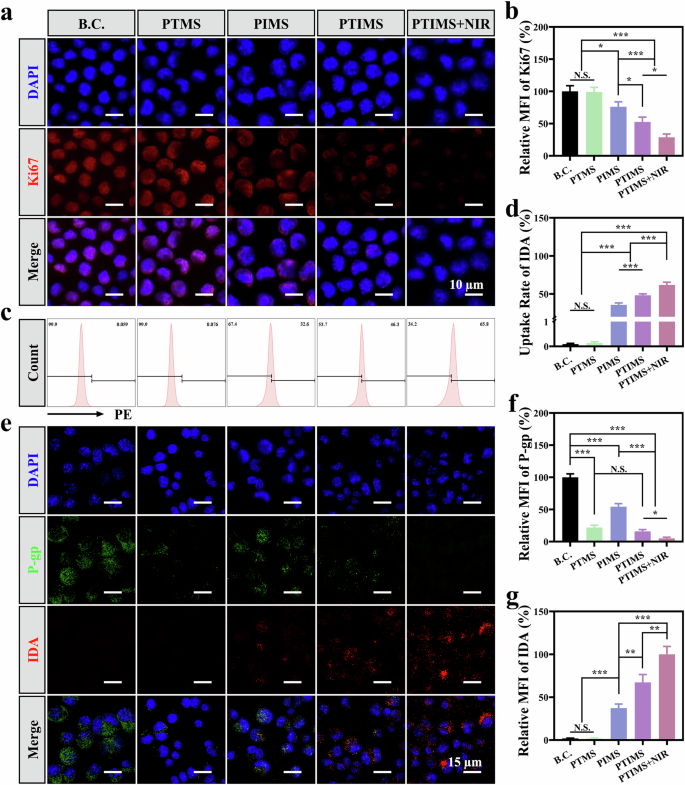 Fig. 5: The mechanism of the anti-tumor effect of PTIMS + NIR in vitro.