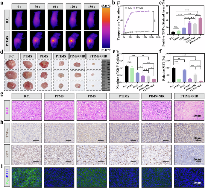 Fig. 6: Effect of PTIMS + NIR on subcutaneous H22 transplanted tumors in mice.
