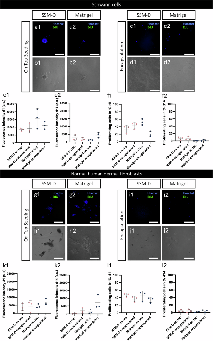 Fig. 5: In vitro compatibility and imaging suitability of optimized A3I-A hydrogels compared with Matrigel.