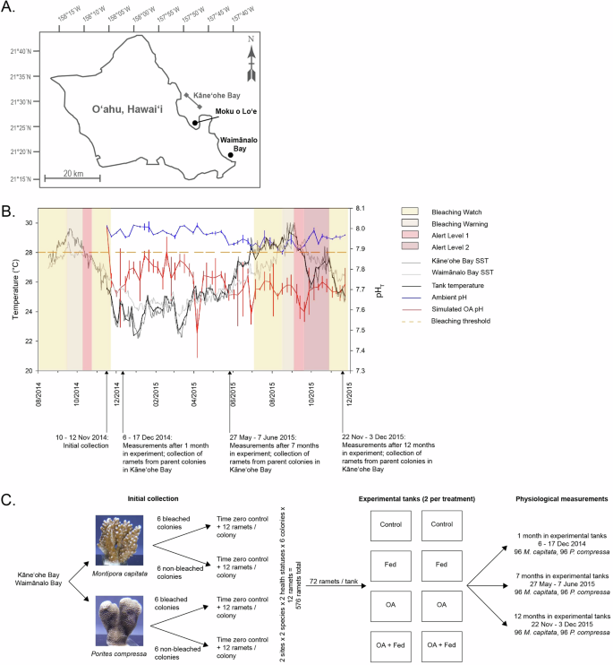 Ocean acidification does not prolong recovery of coral holobionts from