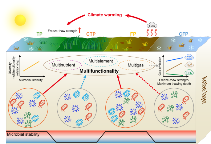 Fig. 5: Conceptual paradigm of main content in the study showing the role of microbial community in influencing soil multifunctionality during four periods of seasonal freeze-thaw processes in the active layer of alpine permafrost.