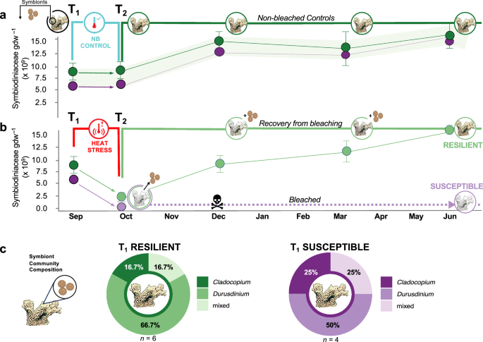 Fig. 1: Symbiont community composition and density in Resilient and Susceptible coral genets through time.