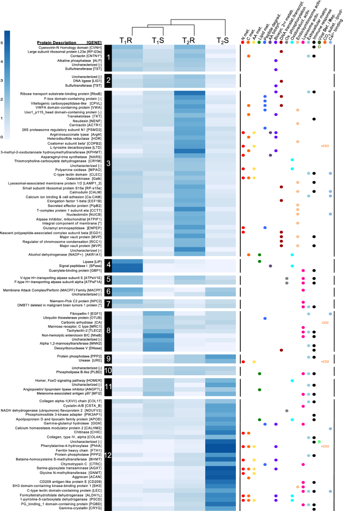 Fig. 3: Clustered heatmap of the subset of proteins identified to have a log fold change ≥ 1 or <−1.0 (p < 0.05) Timepoint comparisons: T1R vs. T1S or T2R vs. T2S.