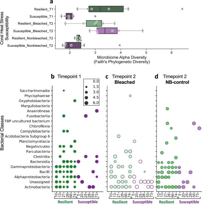 Fig. 5: Phylum-level distribution of bacteria identified in resilient and susceptible corals based on 16S rRNA sequencing data.