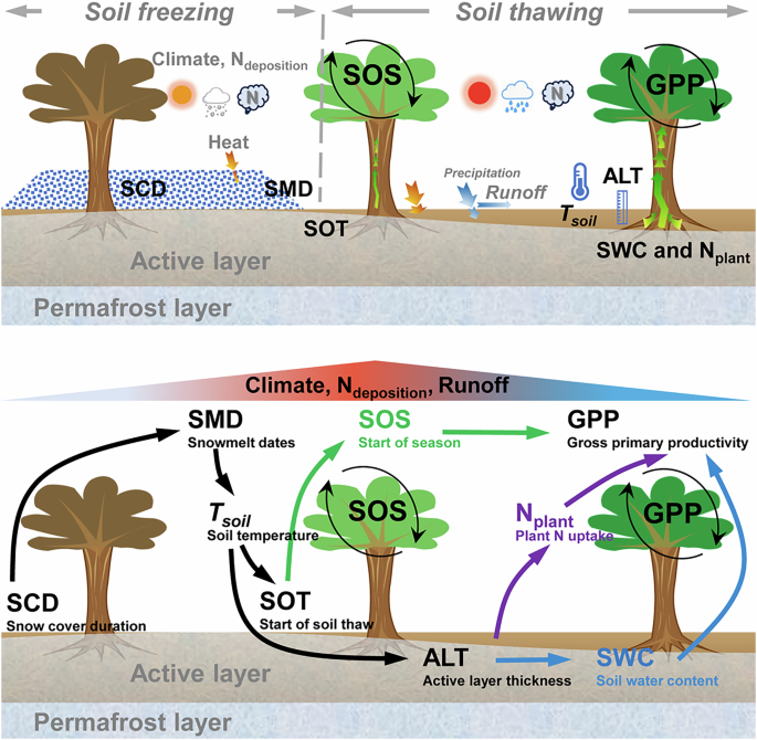 Fig. 1: Schematic path diagram showing the effect of shortened snow cover duration on plant productivity.