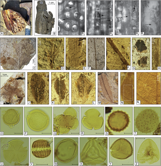 Fig. 2: Late Miocene fossil leaves, wood, and palynomorphs from the Pisco Formation.