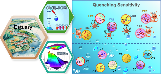Complexation between copper(II)-dissolved organic matter shows heavy metal pollution in large-scale estuaries in the north-west Pacific – Nature