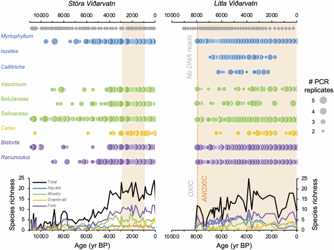 Fig. 6: Plant sedaDNA records from Stóra Viðarvatn and Litla Viðarvatn.