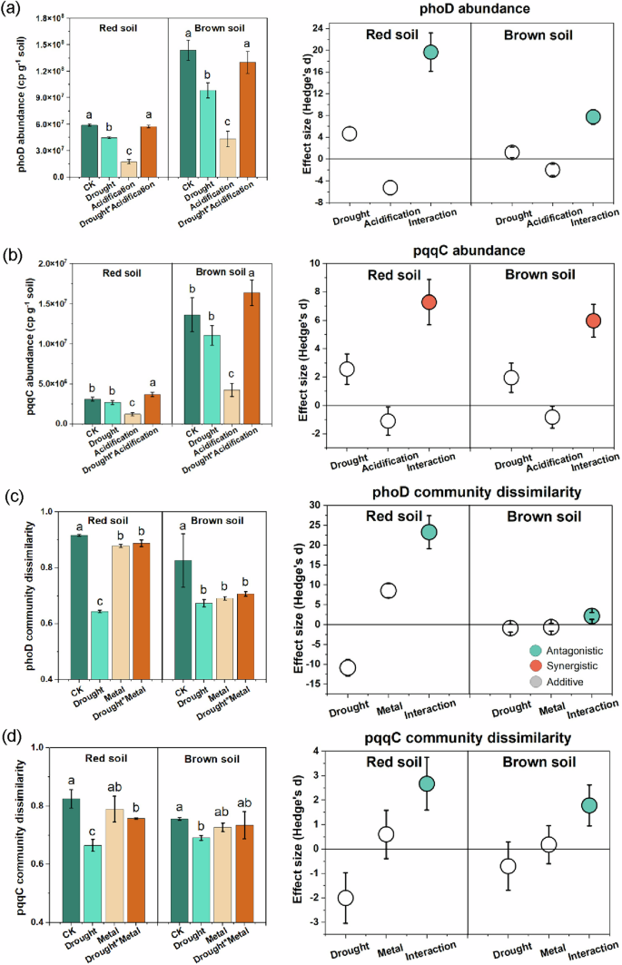 Fig. 5: Changes in the abundance and community dissimilarity of microorganisms containing phoD and pqqC genes under the interaction of stressors for two typical soils by verification experiments.