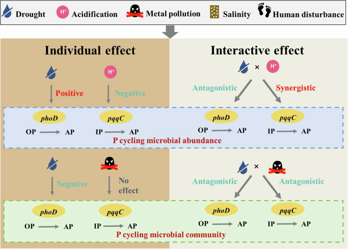 Fig. 6: Conceptual diagram illustrating the individual and interactive effects of five environmental stressors on the abundance and community of microorganisms involved in organic P mineralization (phoD gene) and inorganic P dissolution (pqqC gene).