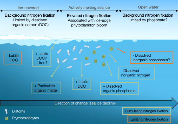 Nitrogen fixation under declining Arctic sea ice – Nature