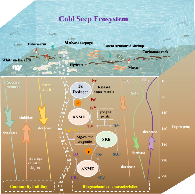 Cold Seeps Sediment depth impacts microbial community structure in methane seepage ...