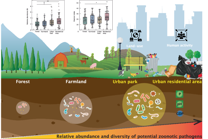Urban soils amplify and homogenize bacterial zoonotic pathogens across ...