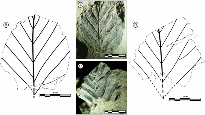 Fig. 3: Fragmentary leaf imprints of Nothofagus from the early Miocene Cape Melville Formation.