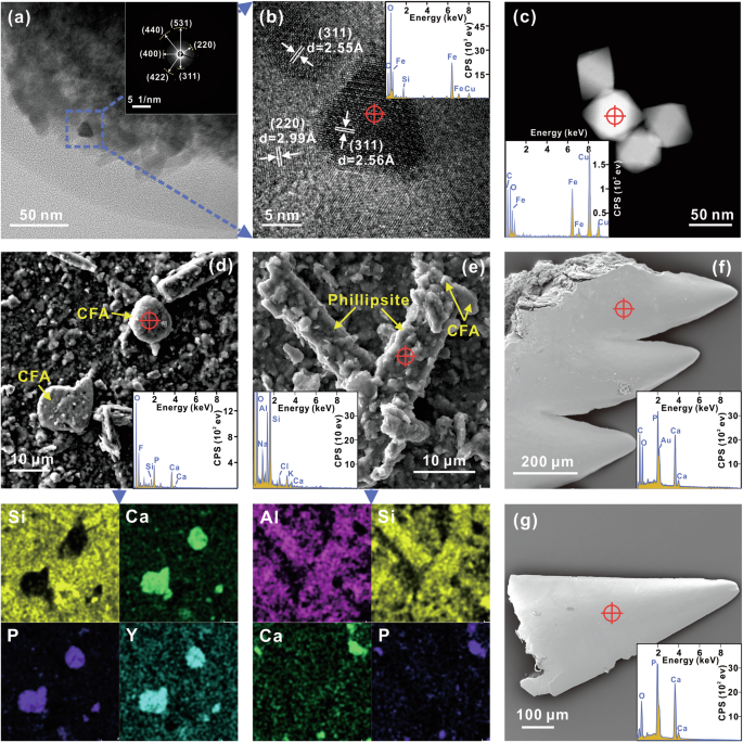 Fig. 4: Microstructural characterization of magnetic particles and apatite from the REY-rich sediments.