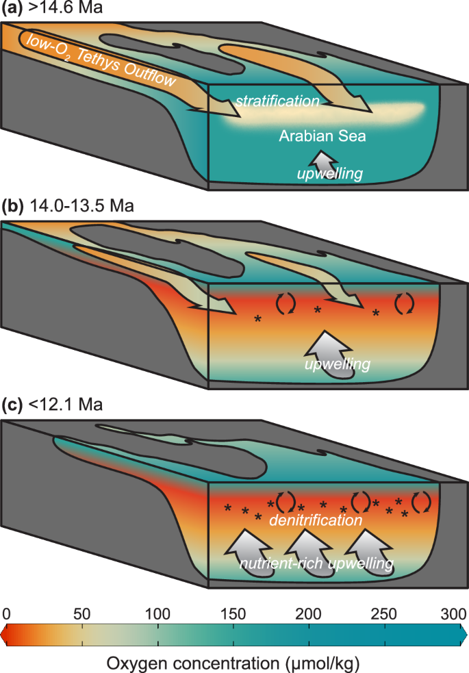 Fig. 6: Illustration of major timesteps in Miocene Arabian Sea oxygenation history.