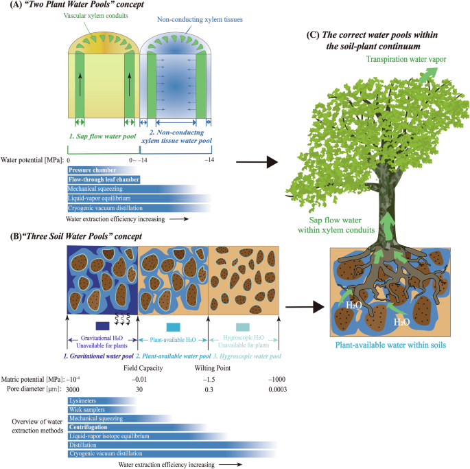 Fig. 1: Conceptual representation of water pools within the soil–plant continuum and associated water extraction methods.