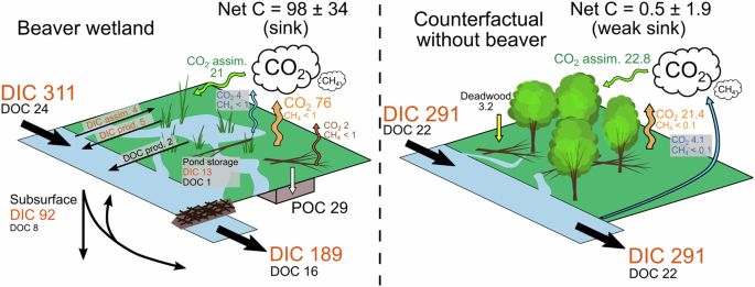 Fig. 4: C pathways and mass balance for beaver wetland and counterfactual scenario.