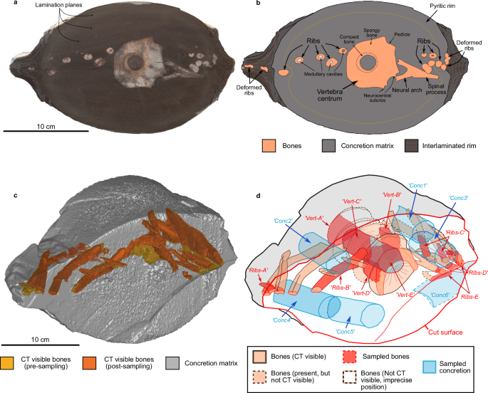 Fig. 1: Posidonia Shale ichthyosaur specimen within a concretion.