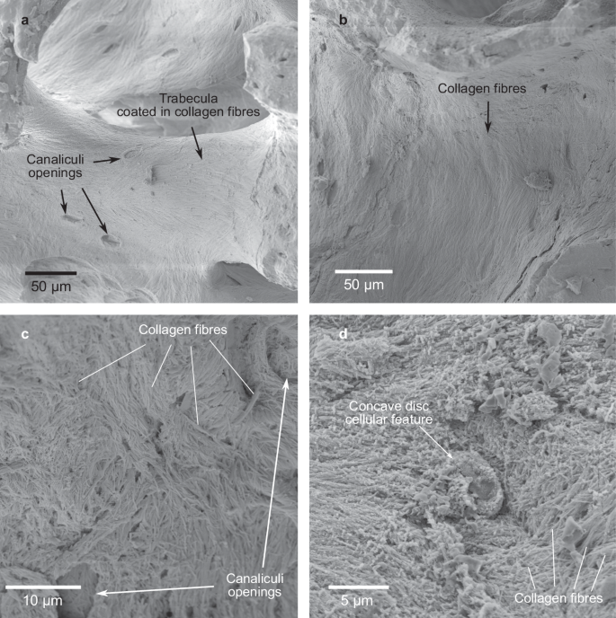 Fig. 4: SEM micrographs of fossilized cellular features in a vertebra.