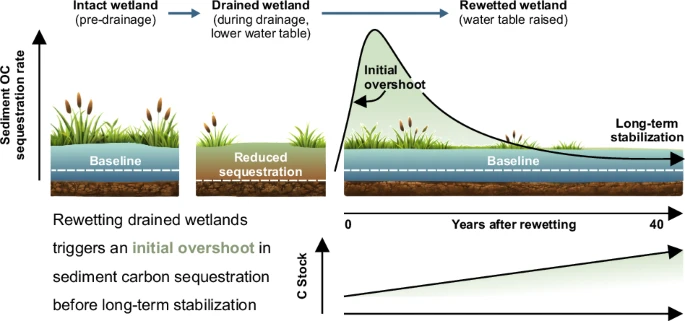 濕地復濕初期之有機碳埋藏增強現象及其長期穩定化過程 (Enhanced organic carbon burial in rewetted wetlands precedes long-term stabilization)