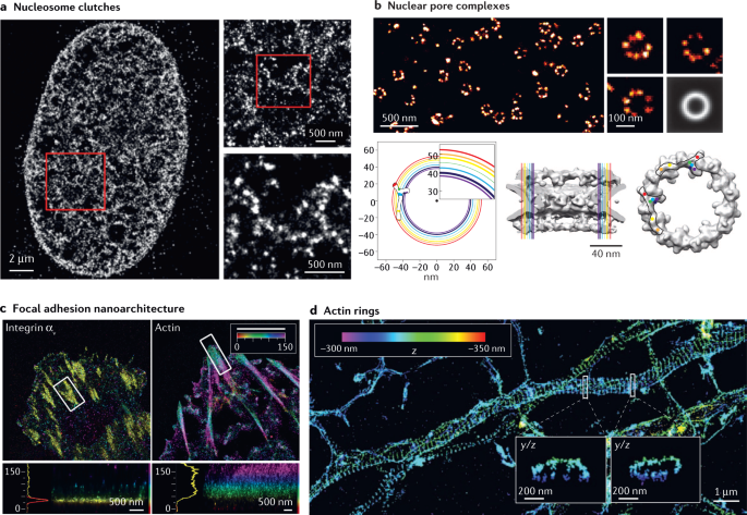Single Molecule Localization Microscopy Nature Reviews Methods Primers