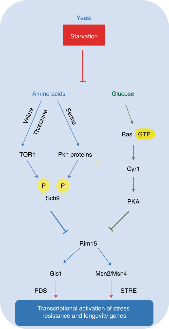Intermittent And Periodic Fasting Longevity And Disease Nature Aging