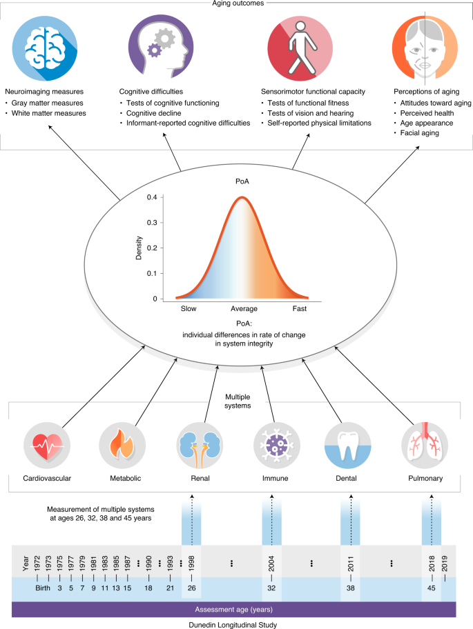 Disparities In The Pace Of Biological Aging Among Midlife Adults Of The Same Chronological Age Have Implications For Future Frailty Risk And Policy Nature Aging