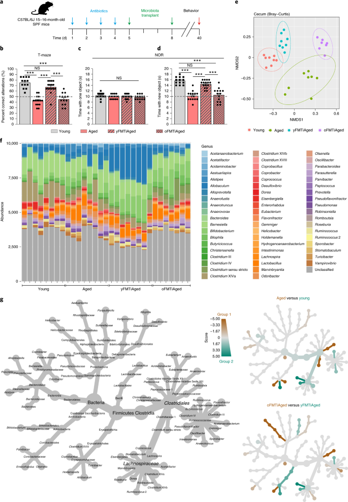 Microbiota Dependent Increase In D Valerobetaine Alters Neuronal Function And Is Responsible For Age Related Cognitive Decline Nature Aging