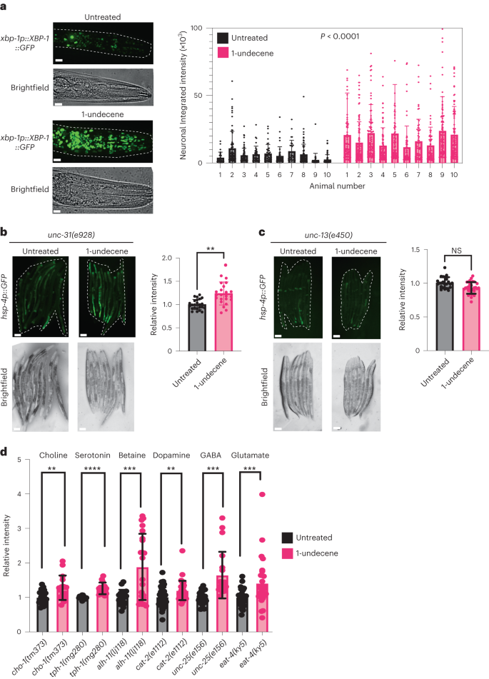 Fig. 2: Neuronal signaling is required for downstream UPRER activation by 1-undecene exposure.