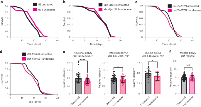 Fig. 4: 1-undecene odor increases C. elegans lifespan and reduces polyQ accumulation.