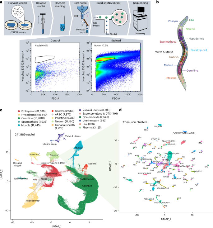 Fig. 1: Adult C. elegans cell atlas at single-cell resolution.