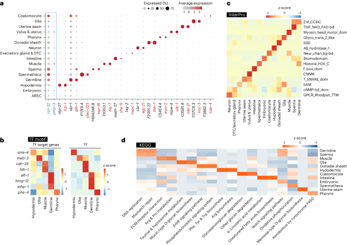 Fig. 2: Systemic view of cell-type-specific transcriptional and functional landscape.