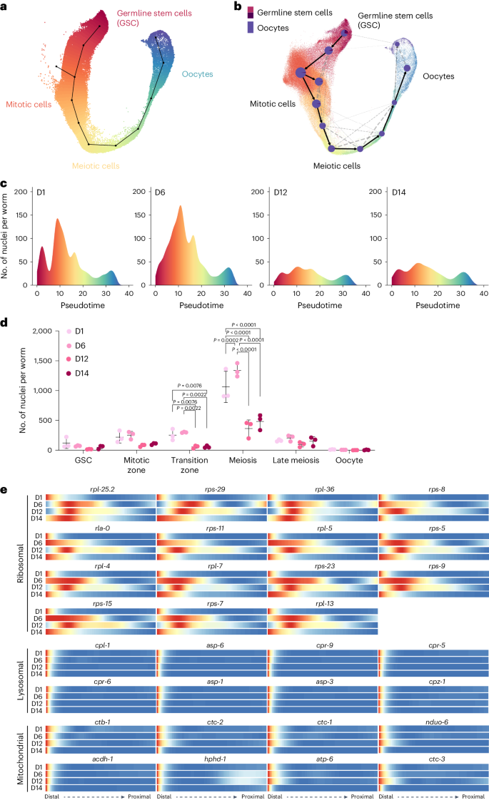 Fig. 4: Germline trajectory mapping age-related changes.