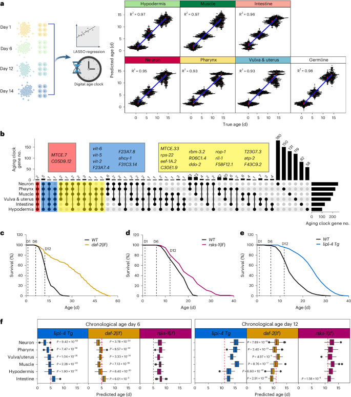 Fig. 5: Aging clocks reveal tissue-specific anti-aging effects of different pro-longevity strategies.