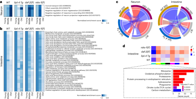 Fig. 6: Effects of different pro-longevity strategies on tissue-specific age-related features.