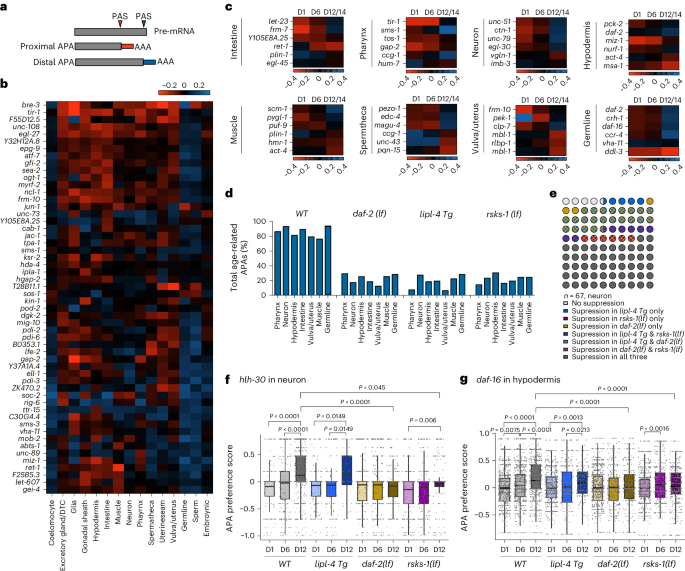 Fig. 7: APA site usage preference across tissues and ages.