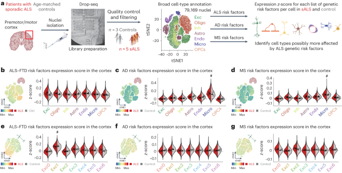 Fig. 1: Cellular susceptibility to ALS–FTD in the human postmortem cortex.