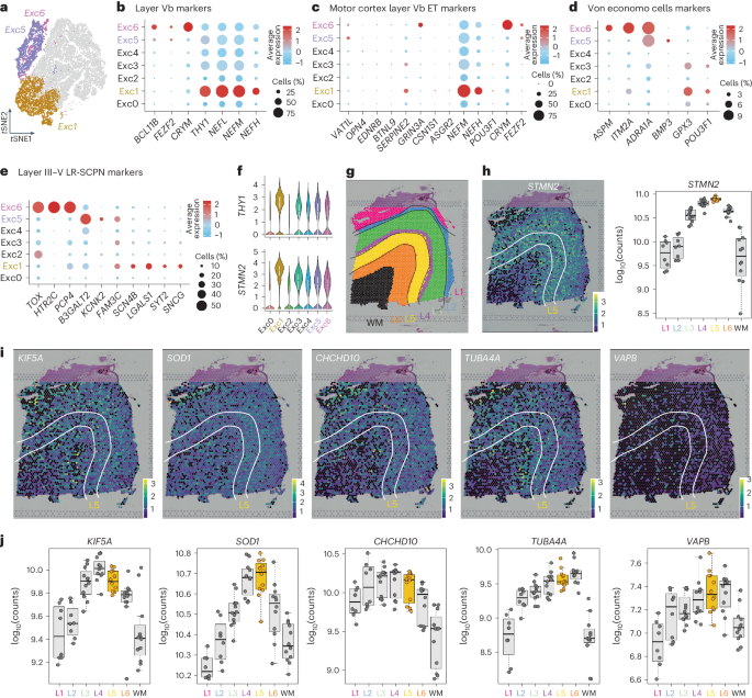 Fig. 2: ALS–FTD susceptible neurons are layer V ETNs.