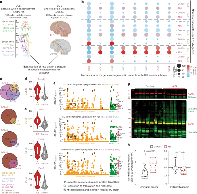 Fig. 3: ALS excitatory neurons present increased expression of stress-related pathways.