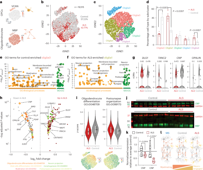Fig. 5: In ALS, oligodendroglial cells decrease their myelinating machinery in favor of a neuro-engaged state.