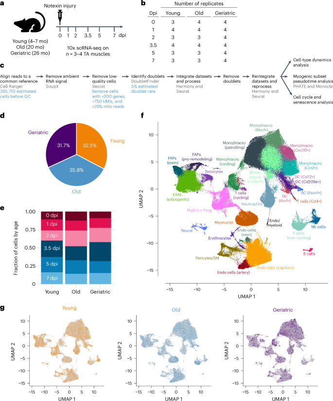 Fig. 1: Assembly of scRNA-seq atlas of skeletal muscle regeneration across mouse aging.