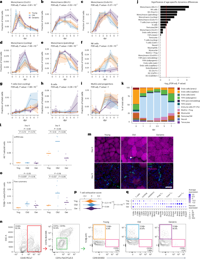 Fig. 2: Age-related changes to cell dynamics during skeletal muscle regeneration.