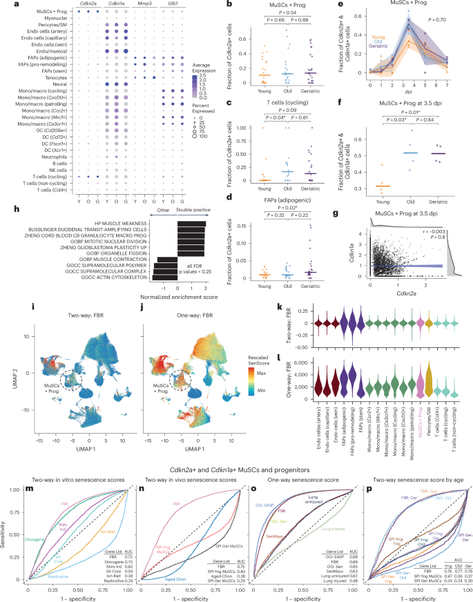 Fig. 3: Identification of senescent-like cells using an informatic scoring approach.