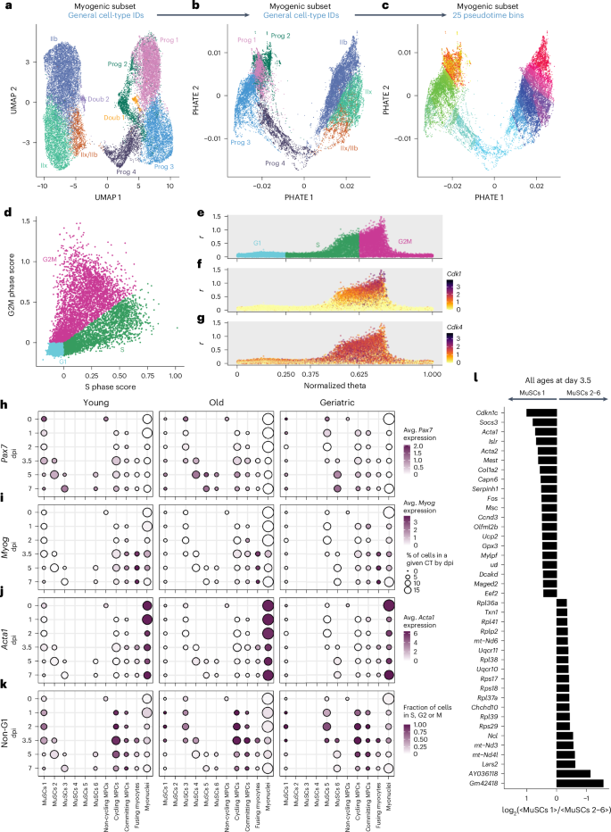 Fig. 5: Age-specific trajectories through myogenesis following injury.