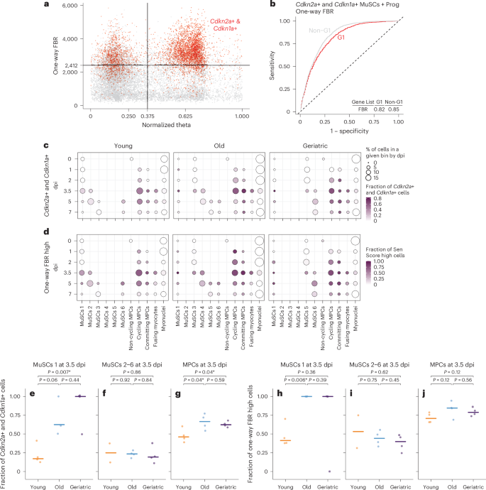 Fig. 6: Aging-associated accumulation of senescent-like cells at critical transitory myogenic cell states.