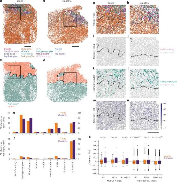 Fig. 7: Aging-associated accumulation of senescent-like MuSCs and progenitors within muscle injury zones in spatial transcriptomic maps.