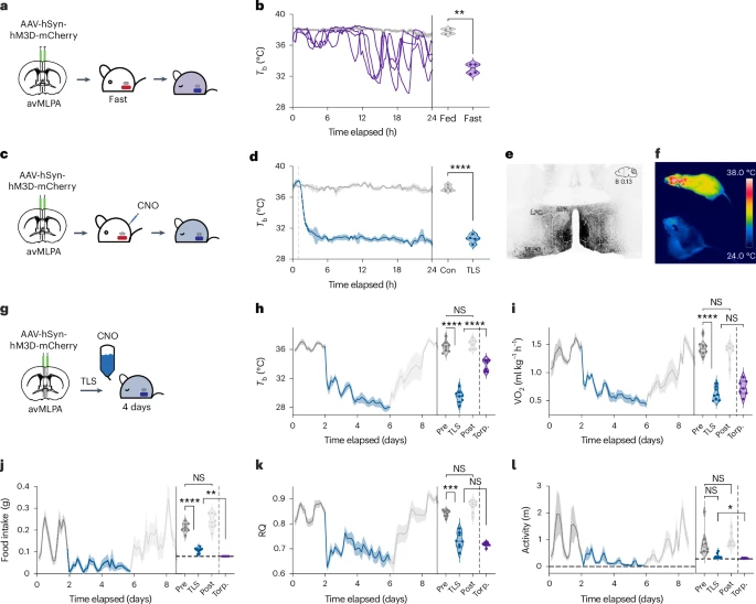 A torpor-like state in mice slows blood epigenetic aging and prolongs healthspan